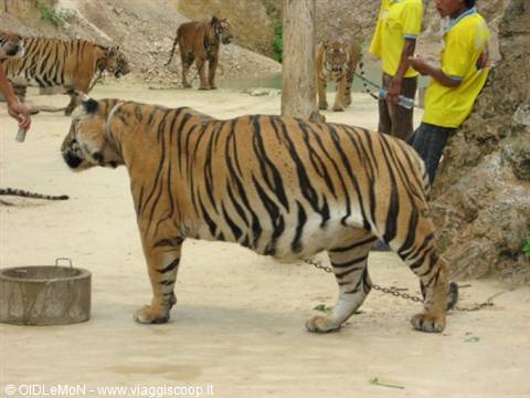 Chained tiger walks on sandy ground, yellow-clad guides and other tigers nearby
