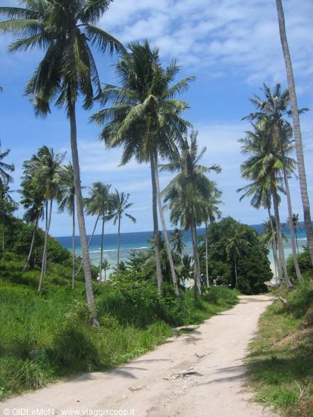 Sandy road between tall palms leading down to turquoise sea