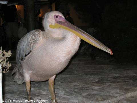 White pelican standing on stone pavement at night, artificial lighting