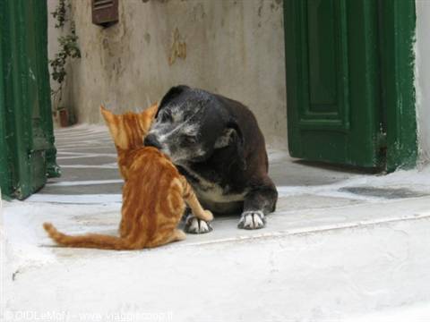 Black dog sniffing orange kitten on whitewashed steps by green door