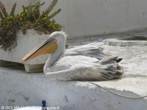 Pelican resting on a whitewashed wall next to a succulent planter