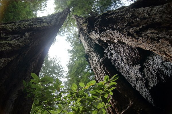 Muir Woods National Monument