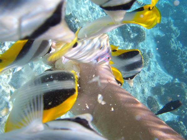 in the lagoon...