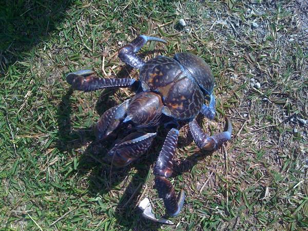 The coconut crab