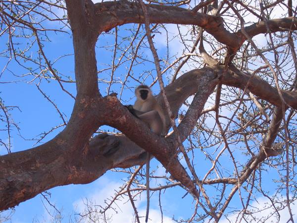 Vervet monkey resting on bare acacia branches under a bright blue sky