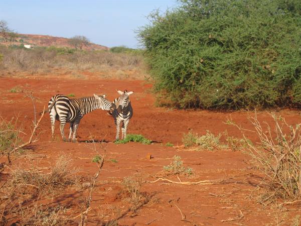Two zebras on red earth among dry bushes and green trees