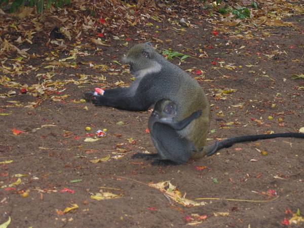 Vervet monkey with baby on belly eating among dry leaves