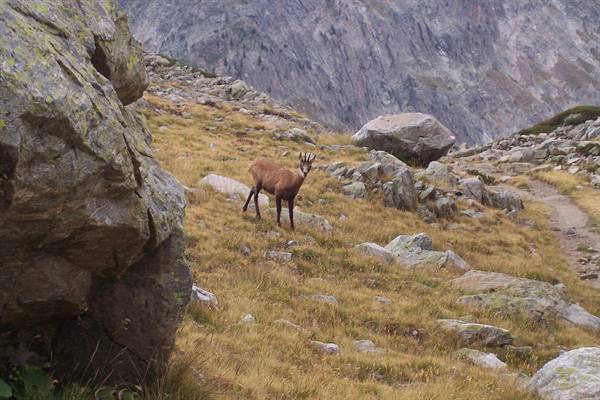A chamois walks among rocks and dry grass on an alpine trail