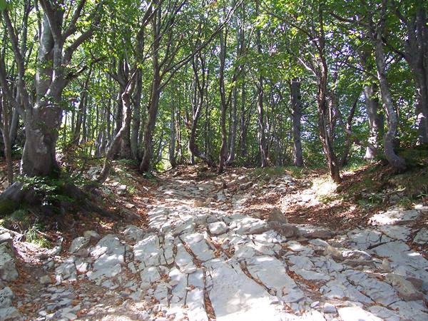 Rocky trail through beech trees, sunlight filtering through branches