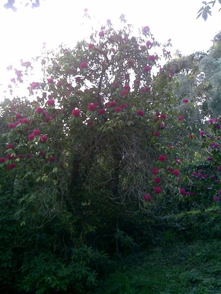 Pink rhododendron blooming among green garden foliage, bright light
