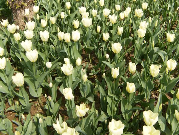 Field of blooming white tulips among green leaves in sunlight