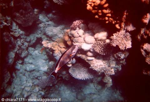 Surgeonfish swims among colorful corals underwater
