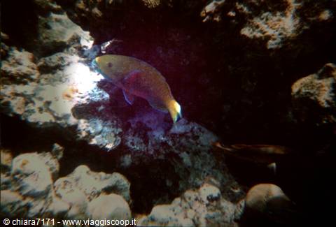 Parrotfish swims among dark rocks lit by underwater flash