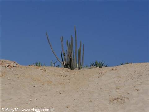 Tall cactus on pale sand dune under blue sky