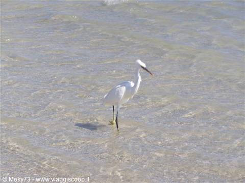 Little egret