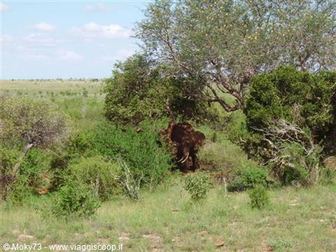 Elephant among green bushes in the savanna under blue sky
