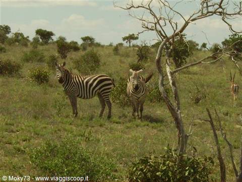 Two zebras standing in green savanna beside a dry tree, gazelle behind