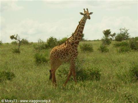 Giraffe among bushes and tall grass in the savanna