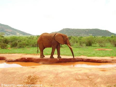 Elephant drinking at red water pool, green bushes and hills behind