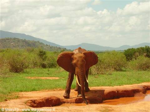 Elephant drinking at a red earth waterhole in the bush