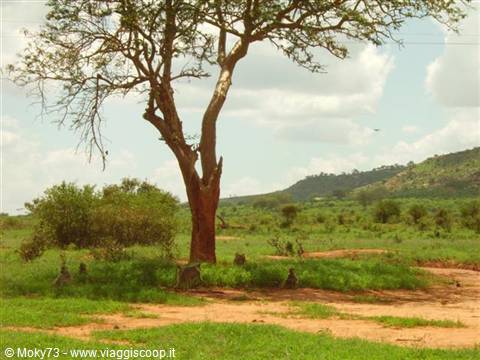 Baboons resting under an acacia tree, red soil and green hills on the savanna
