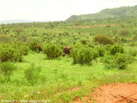 Elephants among green bushes in the savanna, hills and red soil foreground