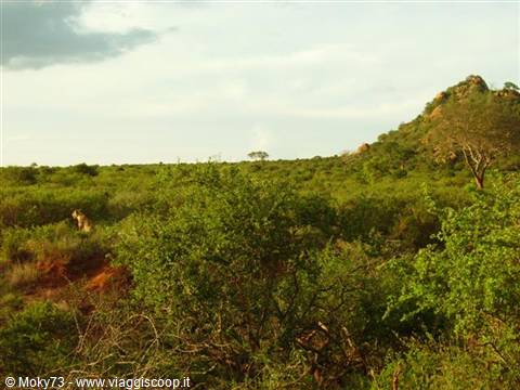 Lion hidden among green savanna bushes, rocky hill in the background