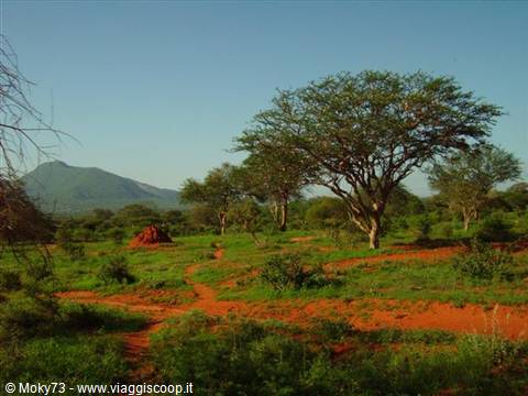 Red dirt path winding between acacia trees and green bushes, mountain under blue sky