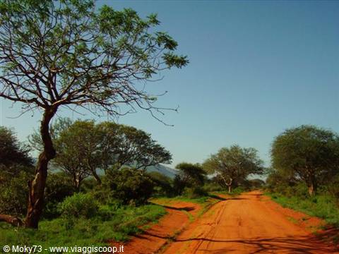 Red dirt road winding through green acacia trees and bushes under blue sky