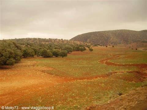 Red soil and argan trees under grey sky on the oasis route