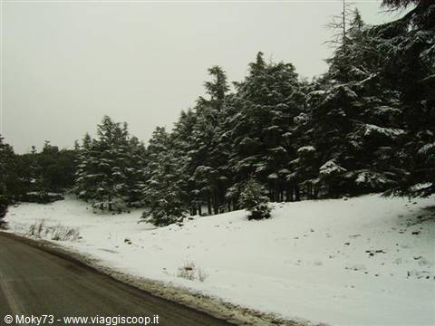 Snow-covered Atlas cedars along a road in the Middle Atlas