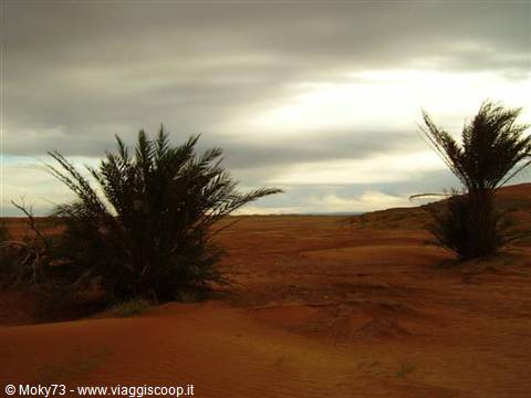 Date palms among red dunes under a cloudy sky, desert oasis
