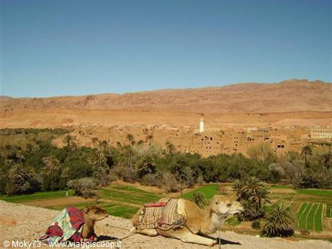 Camels resting before a palm oasis and earthen village under blue sky