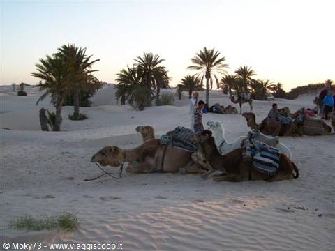 Camels resting on sand among palm trees in the desert, tourists nearby