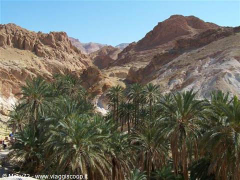 Date palms in the Chebika oasis among rugged rocky mountains