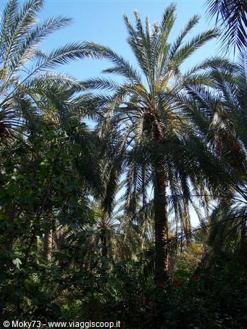 Palm grove