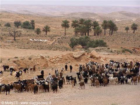 Herd of goats and sheep among palm trees in rocky desert