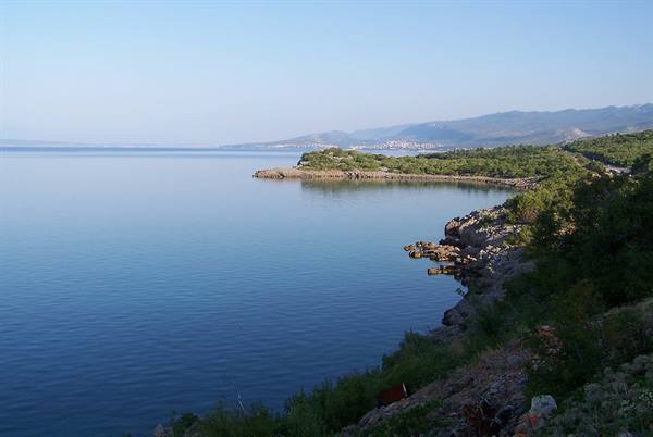 Rocky shoreline with green shrubs by calm sea, clear morning light