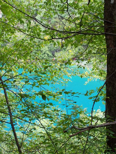 Turquoise lake glimpsed through green branches and leaves, daylight