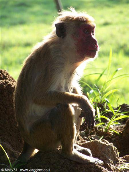 Toque macaque monkey sitting on earthen rock, sunlight on green grass