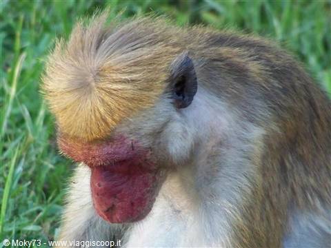 Golden-haired toque macaque looking down on green grass