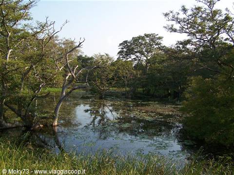 Trees standing in still water with lily pads among green vegetation