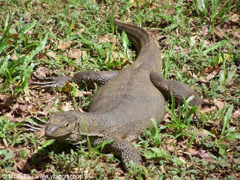 Large monitor lizard crawling across green grass and dry leaves