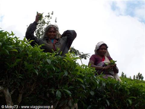 Tea pickers among bright green bushes, one waving a leaf