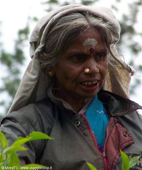 Elderly woman with white tilak, gold nose ring and headscarf among green leaves