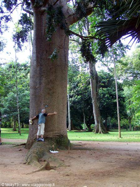 Man hugging a giant tree in Peradeniya botanical garden