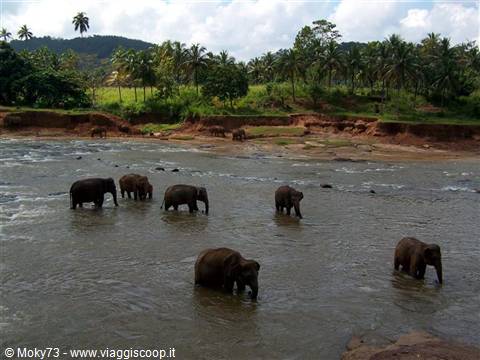 Herd of elephants bathing in the river at Pinnawela