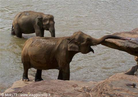Elephants in the muddy river, one stretching its trunk toward the rocks