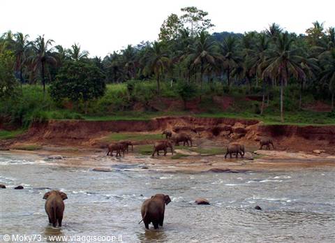 Elephants in the river at Pinnawela, red sand and coconut palms
