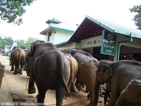 Elephants walking toward the Pinnawala Elephant Orphanage along the dirt road